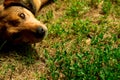 Beautiful cute little one-eyed dog puppy playing lying on the grass